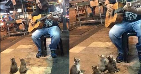 Man Sings To A Group of Tiny Kittens who Enjoy His Music