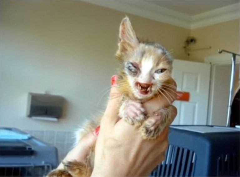 This Deformed Kitten Was Ignored By Everybody.Then A 7-Year-Old Girl ...