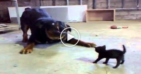Brave Tiny Kitty AGAINST Big Dog.... AMAZING..