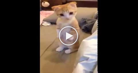 Tiny Adorable Kitty Waiting Calmly For His Bed Get Clean