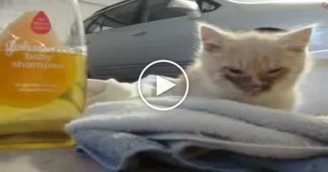 This Lonely Kitty Was Found Desperately Crying In the Snow. Heartbreaking Rescue Story