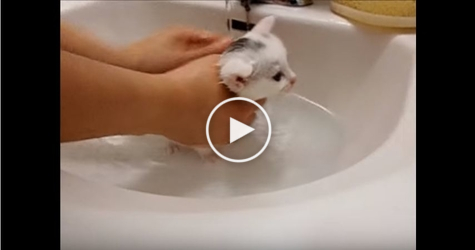 Cute Kitten EXPERIENCES First Bath... Does he love it ? You have to see...