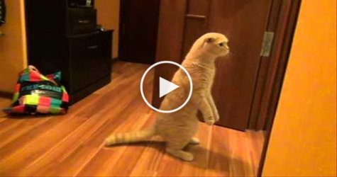 This Curious Cat Is Really Shocked. You Have To See..