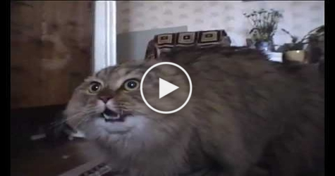 This Sweet Cat Talking Like a Real Human. You won`t believe your ears.