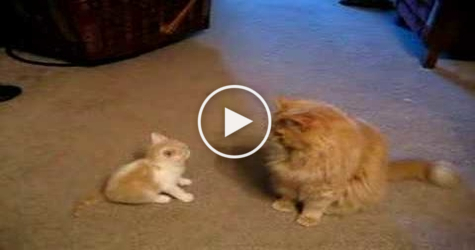 Tiny Sweet Kitty Wants To Play With Big Cat