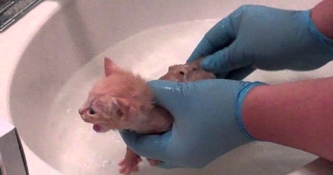 Bottle Fed Kitty Experiences First Bath