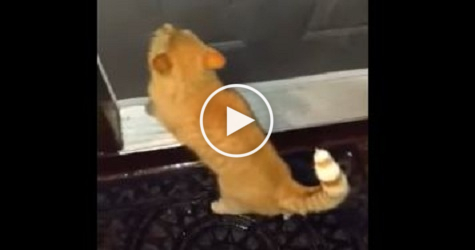 Cat Knocks On The Door With Paws To Go Inside ! Very Smart Kitty!