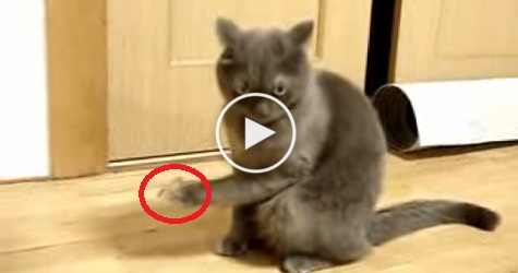 Cat Thought It Was Fun Playing With A Duct Tape, But Watch What Happens Next ..