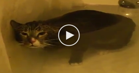 Cutest Cat Meowing Under Water. This Is The Most Hilarious Video. Must Watch