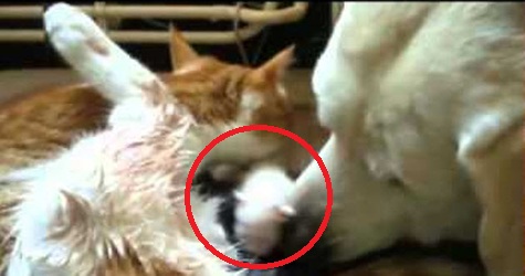Kind Dog Helps Cat To Give Birth To Tiny Cute Kittens. Heartwarming Video.