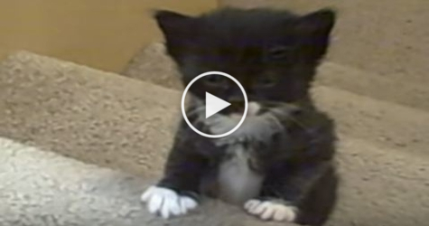 Kittens First Adventure on The Stairs. See How Cute They Are...