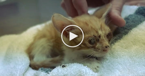 This Is The Saddest Kitten You`ve Ever Seen... But, See The Amazing Transformation !