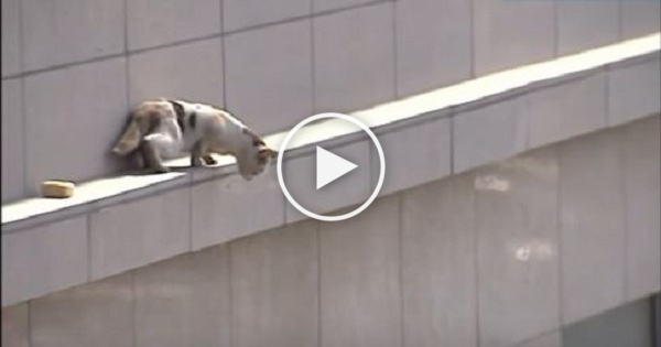 Cat Stuck on Ledge Dramatically Jumped From Third Floor