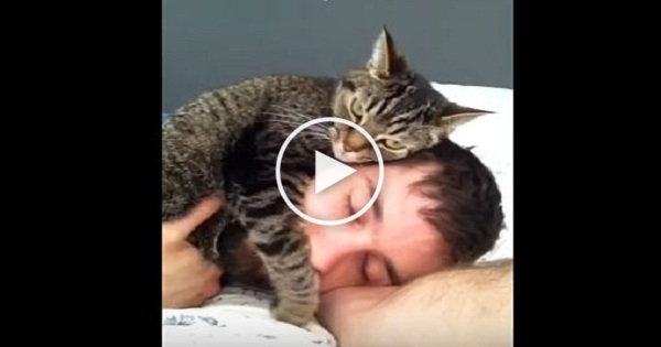 Cat Feels Very Comfortable Relaxing On Her Human`s Head.