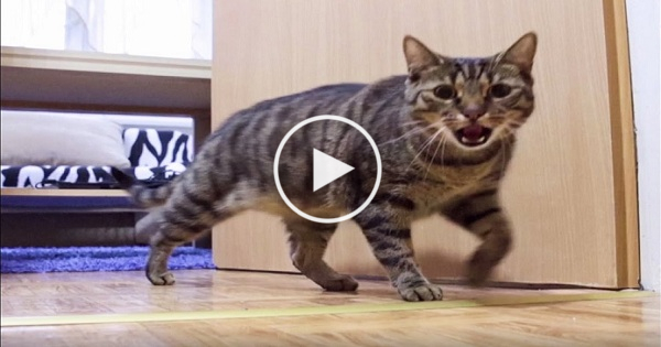 Cat Really Misses His Owner. Kitty`s Reaction Caught On Hidden Camera.