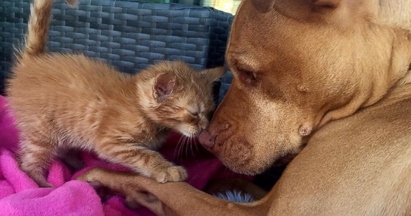 Pit Bull Absolutely Adores His Rescued Tiny Kitten. Just Incredible !