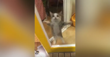 Kitty`s Cute Reaction To His Human Daddy Coming Home Is Simply Heartwarming