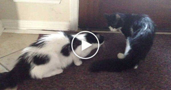 Kitty Lost For 1 Month Is Finally Reunited With His Brother. Breathtaking Video !