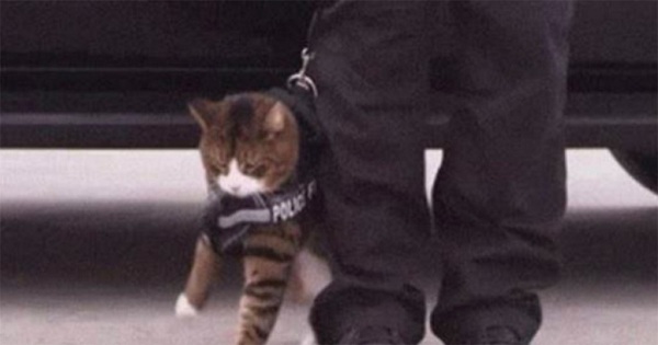 This Is The Reason Why Police Cats Will Never Be A Thing !