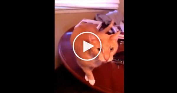 Cat Singing The Famous " Tequila " Song With Her Human. Amazing Duo !