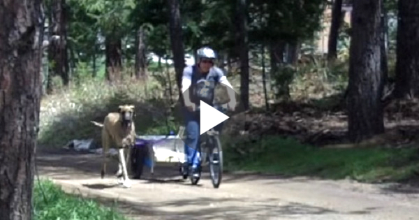 This Dog Was Running Next To His Daddy. When He Got Tired He Did This...