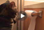 This Is NOT An Ordinary Unrolling The Toilet Paper By Cat. WoW ! She Makes It Right !