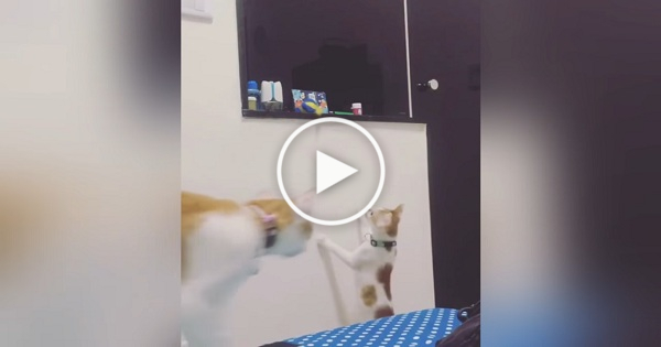 Little Kitten Can`t Reach His Favorite Toy. He Asks Mommy For Help.