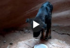 Hero Man Went In 360 Foot Deep Slot Canyon To Rescue This Abandoned Dog. What a Story !