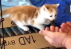 Cute Kitten loves Jumping Into Her Daddy`s Hand. This Is So Sweet.