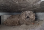 After His Owner Passed Away This Dog Was Left Alone ... But, After One Year They Found Him Hiding Under Shed And Then ...