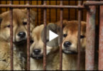 57 Dogs Rescued From Meat Farm, But Watch Them Now Playing For The Very First Time