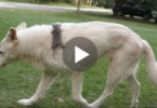 This Orphaned Baby Climbed On This Dog And Never Let Him Go... But, Watch Them NOW!