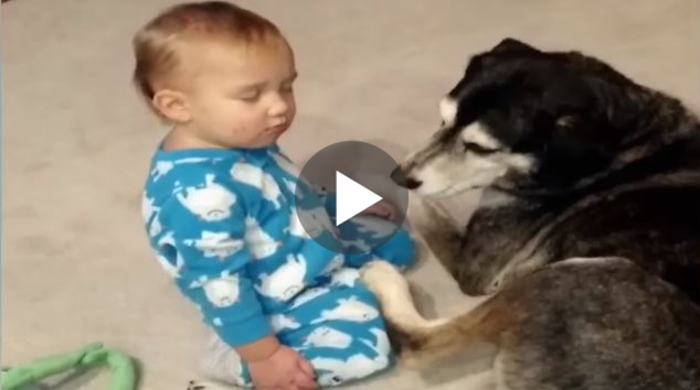 This Sleepy Baby Was Trying Really Hard To Stay Awake And Play With The Dog , But Then He Finally Fall Asleep And ...