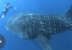 Diver Didn`t Understand What This Huge Whale Shark Wants , Till It Grabs His Hand...