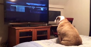 Dog Watching A Horror Movie, Reacts In The Most Amazing Way During Scary Scene