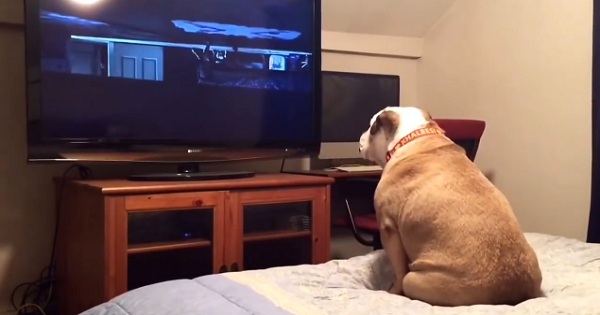 Dog Watching A Horror Movie, Reacts In The Most Amazing Way During Scary Scene