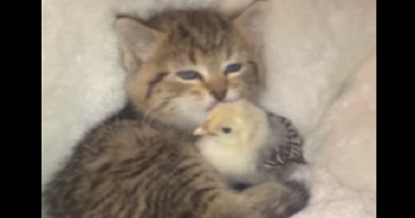 Little Kitten Can`t Stop Kissing Her New Unlikely Friend