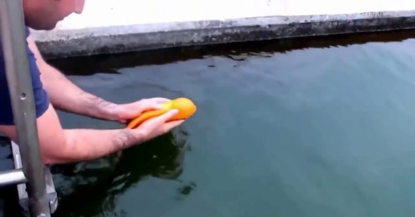 Playful Gold Fish Loves Being Petted And Thrown