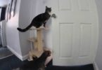Smart Kitty Helping The Dog Escape