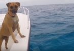 Dog Noticed Wild Dolphins Swimming In The Sea, But Then He Did The Unexpected!