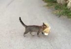 Cat Went To Neighbor`s Home And Stole The Stuffed Tiger Just To Play With It!