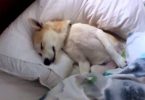 Cute Puppy Plays Dead To Avoid Going To The Scary Vet