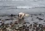 Dog Noticed Something Very Strange On The Beach, And Immediately Rushed To Rescue...