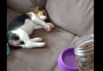 Puppy Was Sleeping Very Hard, But Immediately Jumps When He Heard The Noise Of Opening The Jar With Food