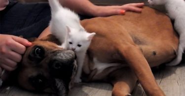 Rescue Dog Saves Mom Cat And Her Little Kittens And Insists To Adopt Them
