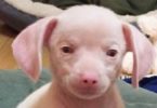 This Tiny Pink Puppy Is Blind And Deaf Because Of Her Ex Owner