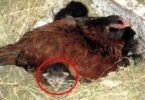 Farmer Thought His Chicken Laid An Egg, But When He Came Closer He Noticed a Kitten