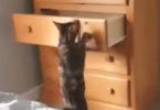 Ninja Kitty Jumps Into Dresser And Even Hides There