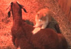 Pregnant Goat Mom Was Very Lonely, When This Cat Showed Up And Helped Her