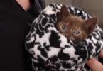 Tiny Poor Kitten Was Rescued During Terrible Hurricane Irma